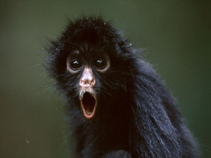 spider-monkey