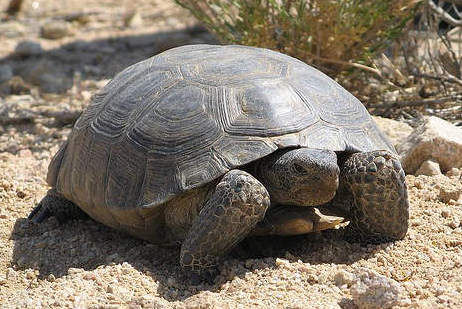 desert_tortoise